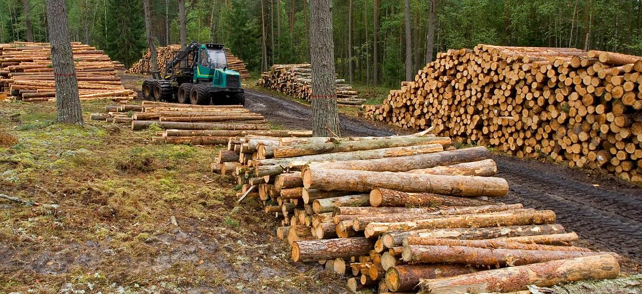 RDC-Haut-Katanga: interdiction formelle d’exploitation forestière illégale de bois rouge