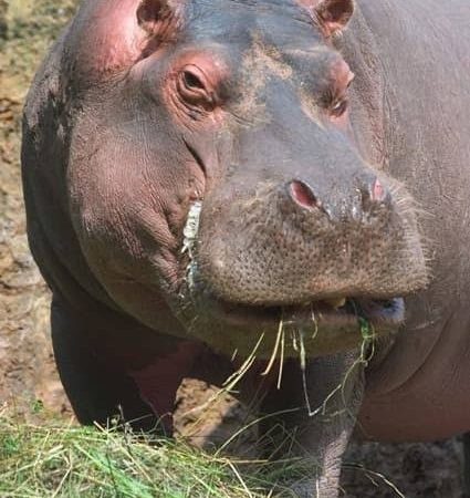 Kasaï oriental :  Un hippopotame ravage des plantations à Kabeya Kamwanga