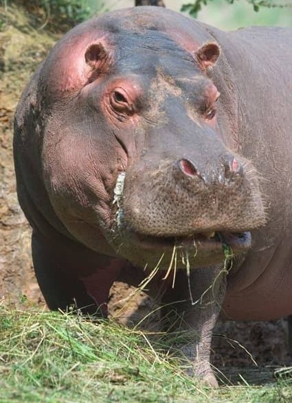 Kasaï oriental :  Un hippopotame ravage des plantations à Kabeya Kamwanga