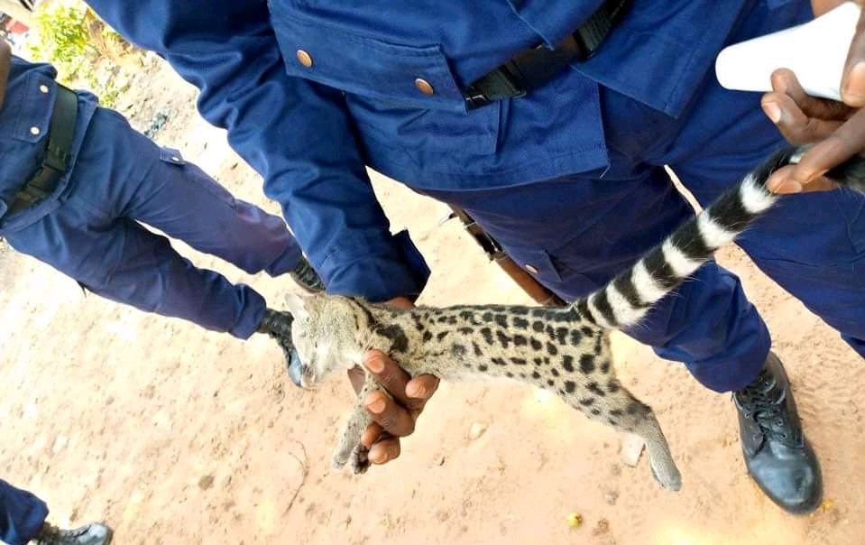 Kasaï oriental : insolite, un animal non identifié abattu à l’assemblée provinciale à quelques jours de la rentrée parlementaire