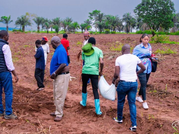 Kasaï oriental : le voyage commence, distribution des semences des maïs par IITA et BAB aux  paysans aux alentours de Nkwadi