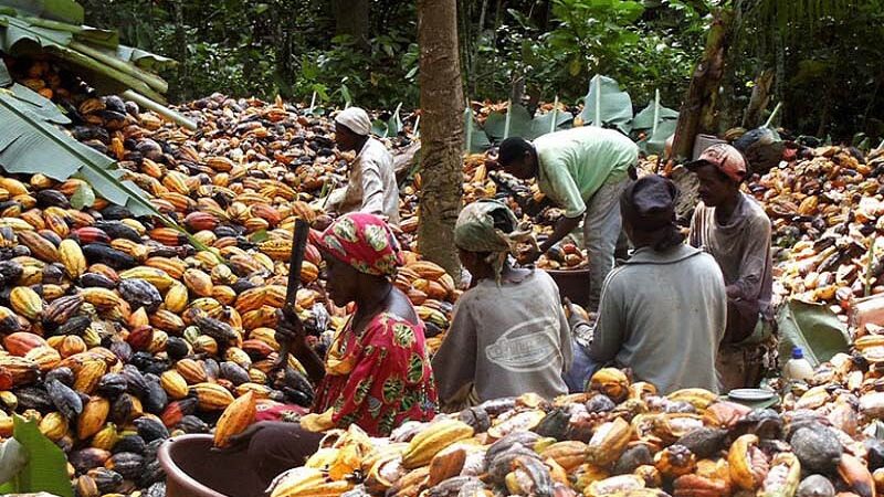 Ituri : la production locale de cacao menacée par la présence des terroristes ADF Nalu