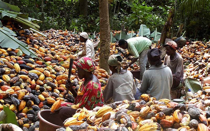 Ituri : la production locale de cacao menacée par la présence des terroristes ADF Nalu