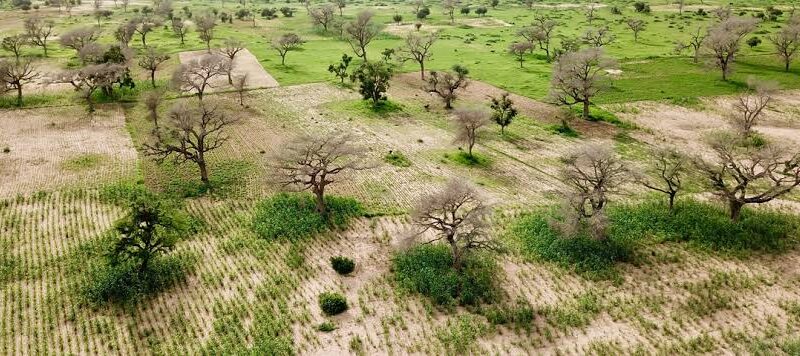 Kasaï oriental : un parc agro-forestier  emerge à Katanda pour lutter contre le changement climatique