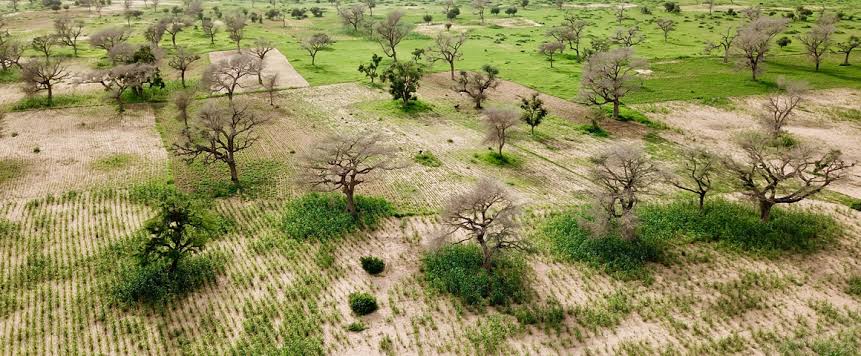 Kasaï oriental : un parc agro-forestier  emerge à Katanda pour lutter contre le changement climatique