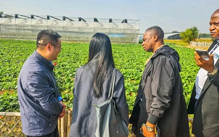 Kasaï oriental : Jean Paul Mbwebwa s’inspire de l’agriculture chinoise pour révolutionner le secteur agricole