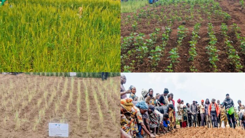 Nord-Kivu / Lubero : le blé, le maïs et le soja, des semences d’espoir pour les petits producteurs grâce à AALI, IITA-CGIAR et la Fondation Virunga