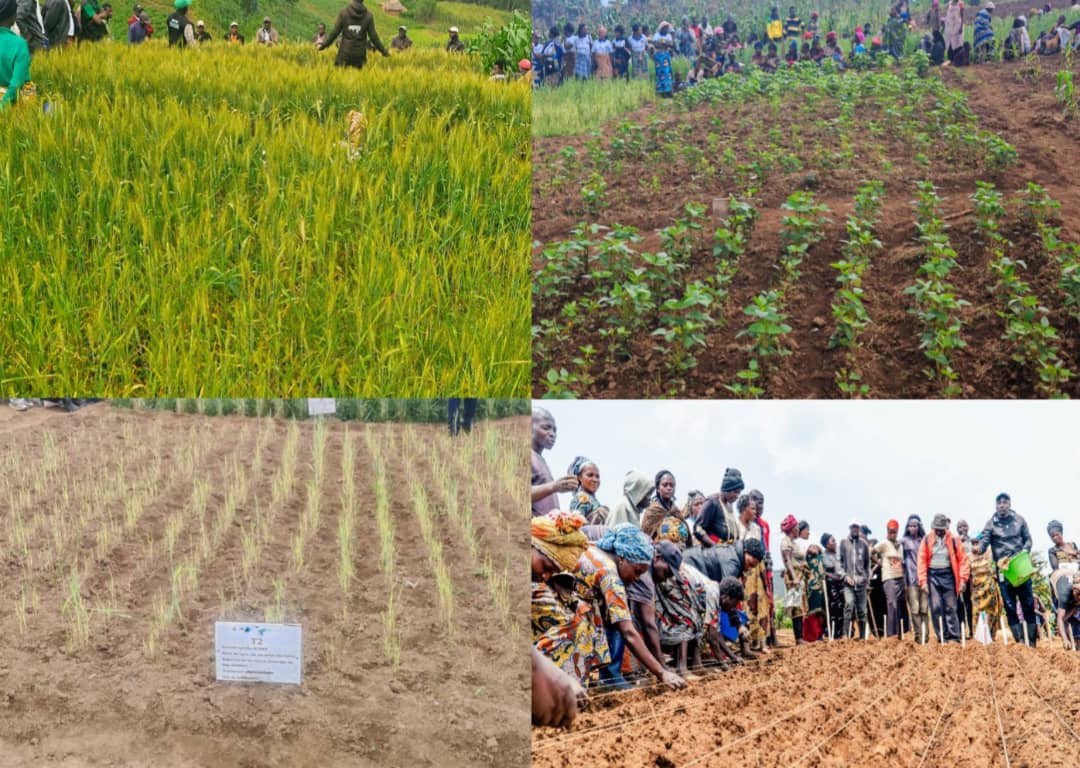 Nord-Kivu / Lubero : le blé, le maïs et le soja, des semences d’espoir pour les petits producteurs grâce à AALI, IITA-CGIAR et la Fondation Virunga