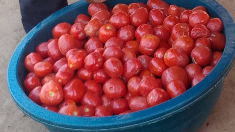 Haut-Katanga : la saison sèche fait grimper le prix des tomates à Lubumbashi, le panier atteint 65.000 FC