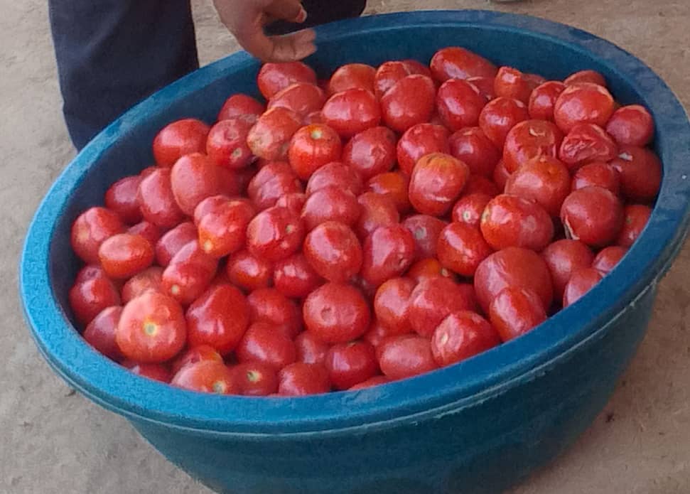 Haut-Katanga : la saison sèche fait grimper le prix des tomates à Lubumbashi, le panier atteint 65.000 FC