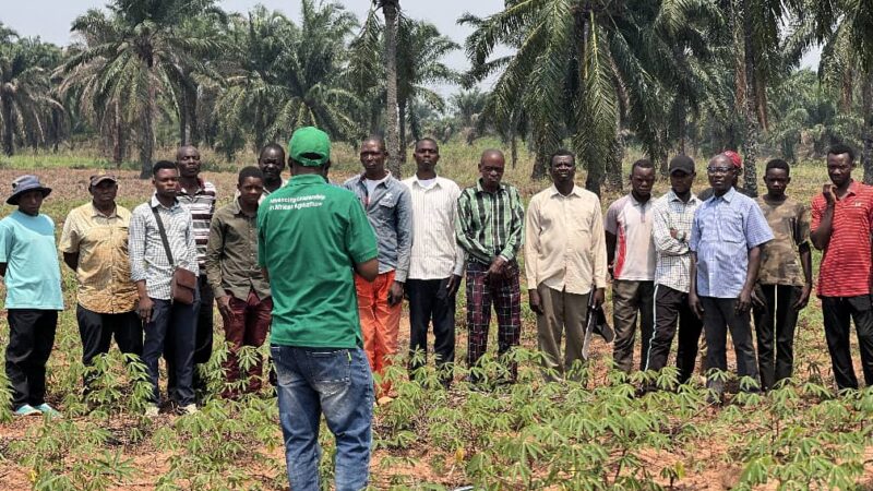 Kasaï oriental : les producteurs de manioc de Tshilenge appelés à adopter des pratiques adaptées à la sécheresse