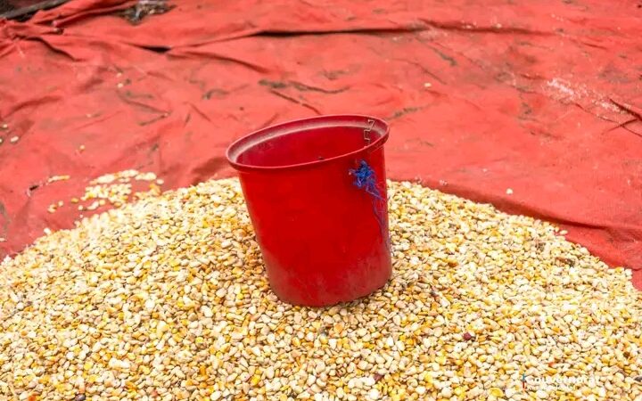 Lomami : panier de la ménagère en hausse à Lubao, la mesurette de maïs passe de 2 000 à 5 500 FC