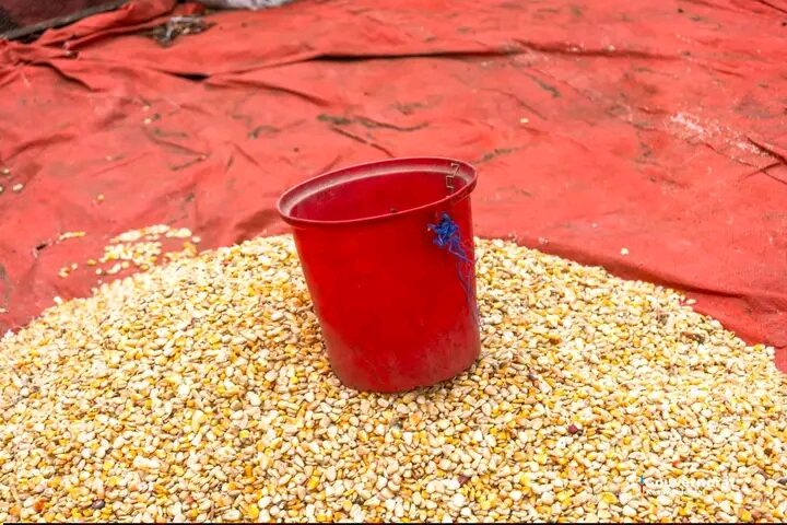 Lomami : panier de la ménagère en hausse à Lubao, la mesurette de maïs passe de 2 000 à 5 500 FC