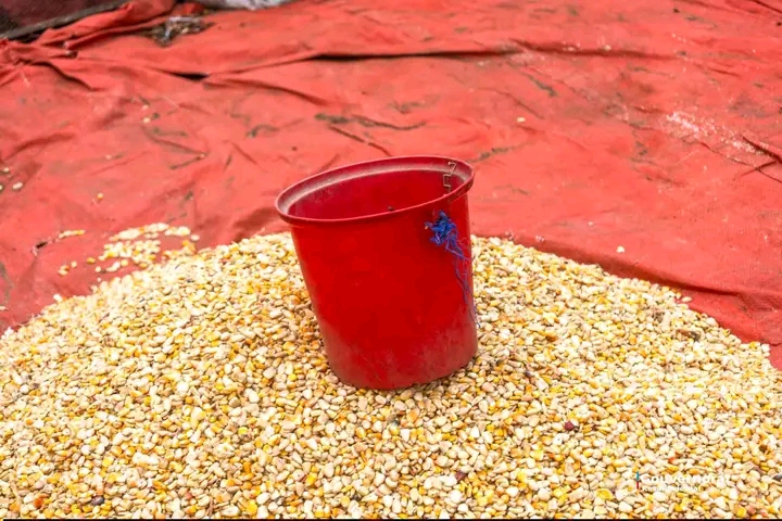 Lomami : panier de la ménagère en hausse à Lubao, la mesurette de maïs passe de 2 000 à 5 500 FC