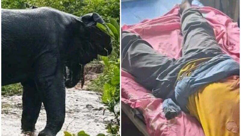 Kasaï Central : un éléphant en divagation fait un nouveau blessé à Kazumba