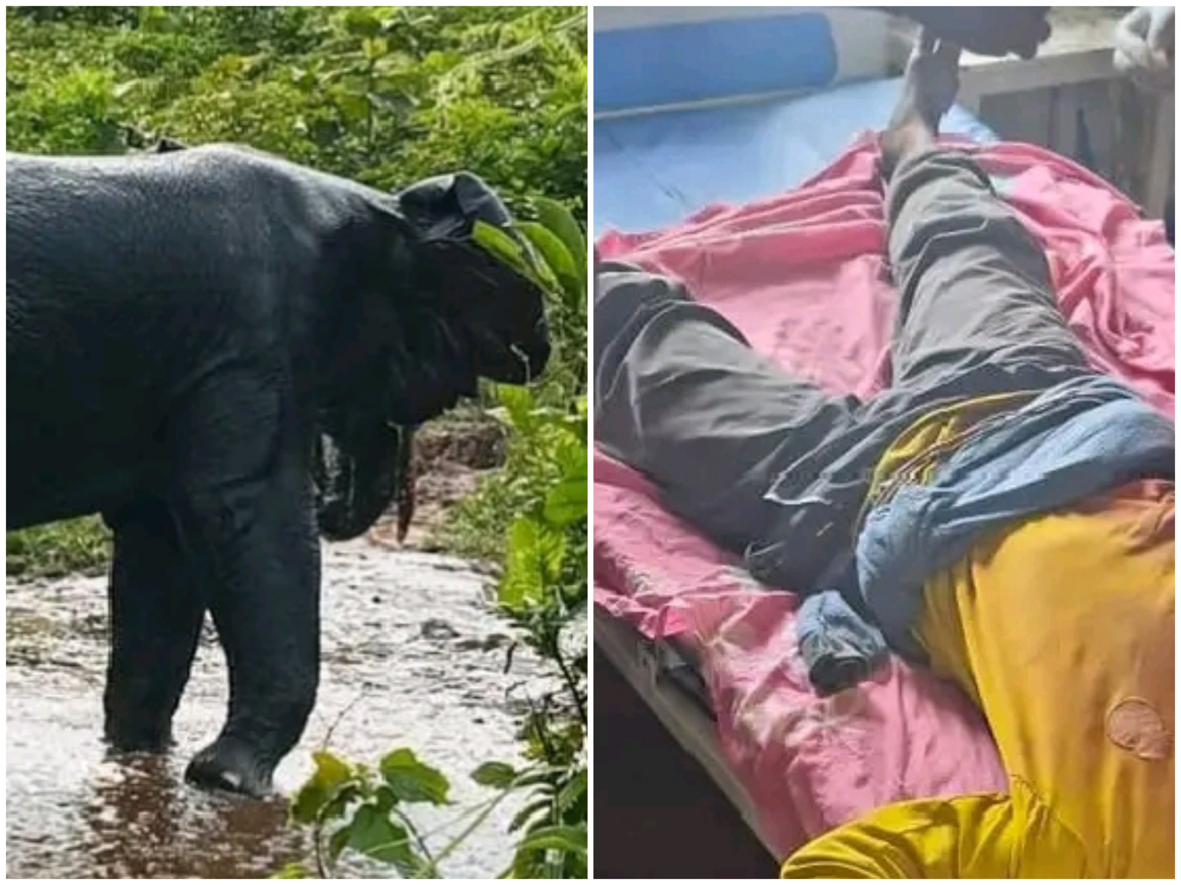 Kasaï Central : un éléphant en divagation fait un nouveau blessé à Kazumba