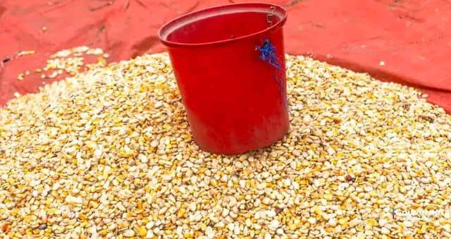 Lomami : la population de Mwene-Ditu réclame la multiplication des points de vente du maïs de Kaniama-Kasese